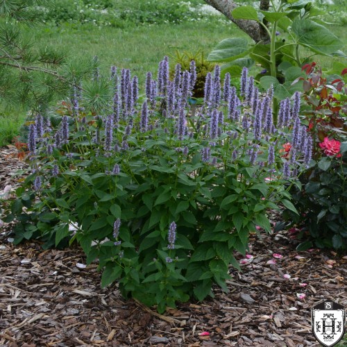 Agastache 'Blue Fortune' - Hiidiisop 'Blue Fortune' P9/0,55L